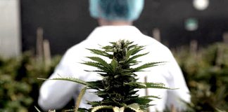 Inscriben al curso sobre Cannabis