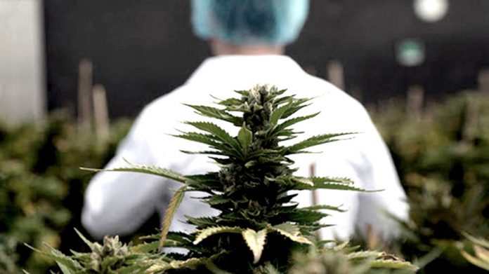 Inscriben al curso sobre Cannabis