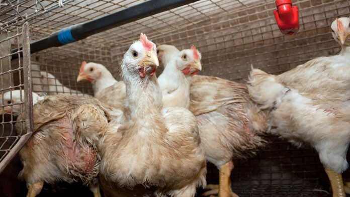 gripe aviar exportaciones