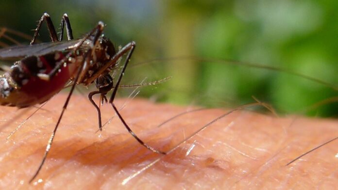 nueve casos dengue quilmes