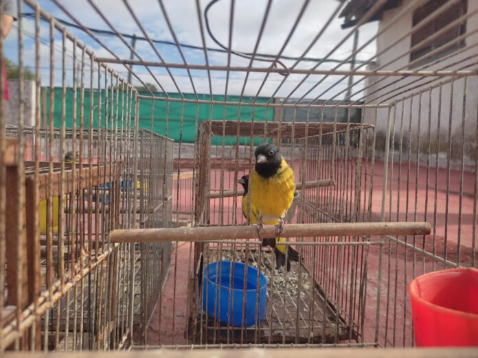 Nuevo operativo contra el tráfico de fauna: Ambiente rescató aves en Monte Chingolo