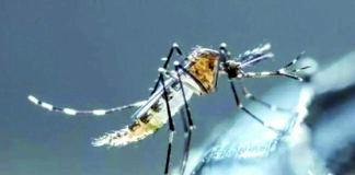 chikungunya Quilmes