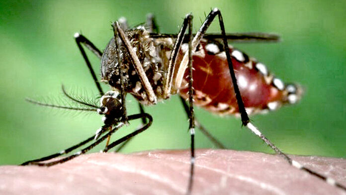 casos de dengue