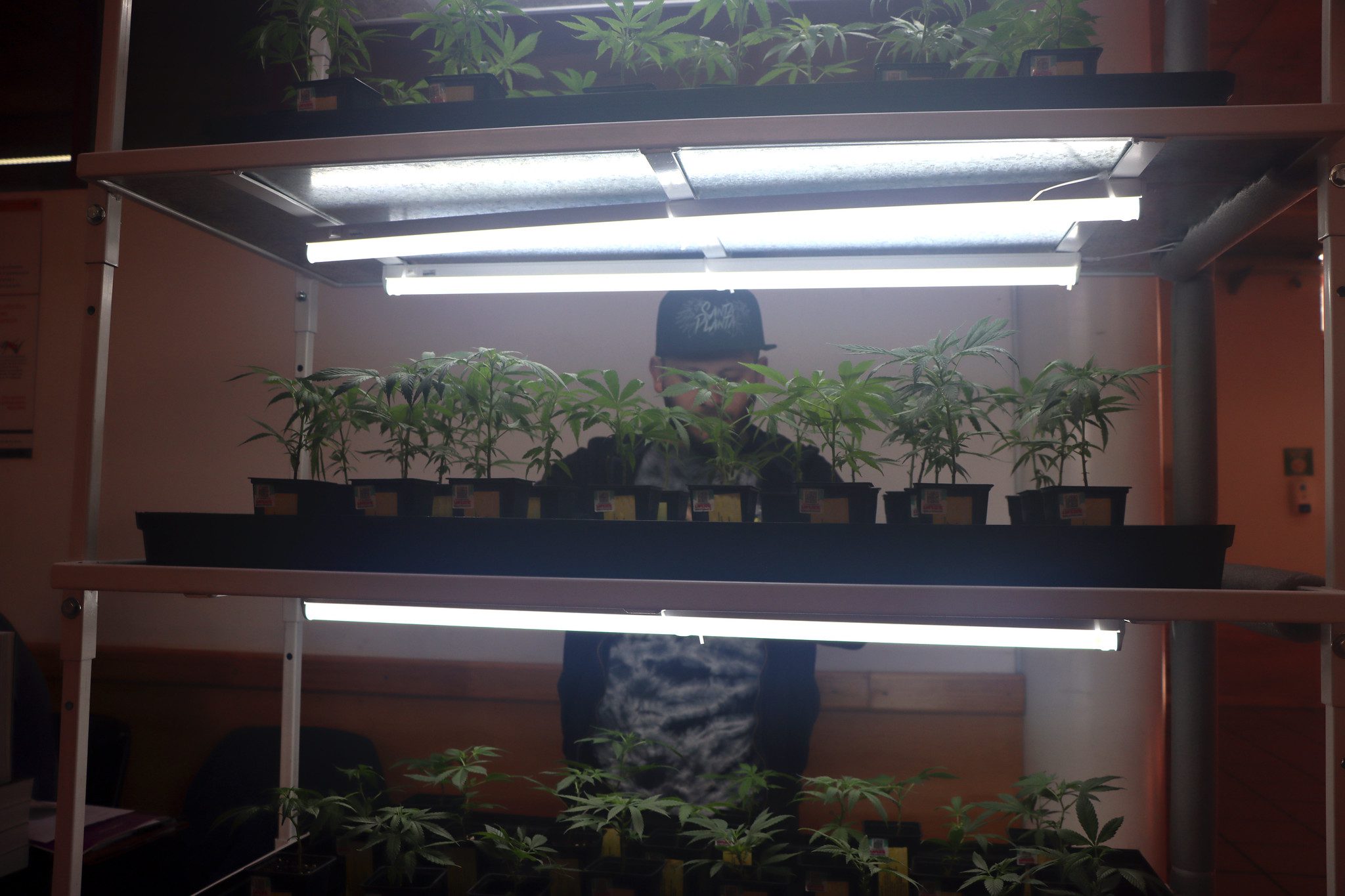 comenzaron quilmes jornadas internacionales cannabis