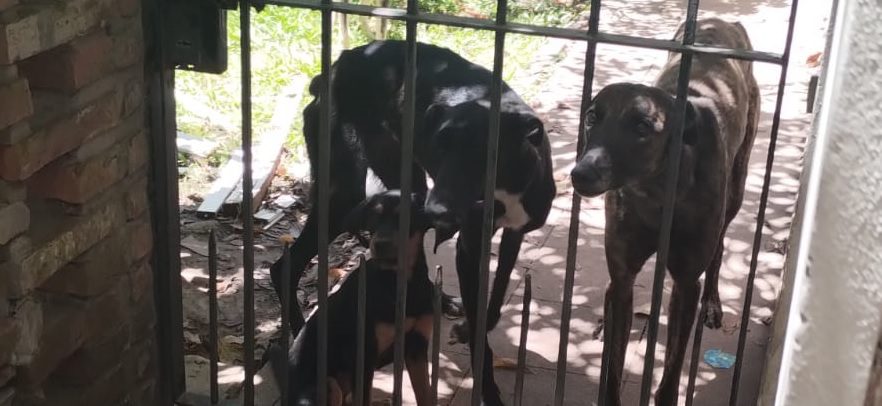 9 perros y 6 gatos Quilmes