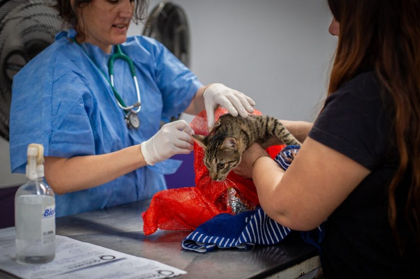 Un nuevo megaoperativo de castración