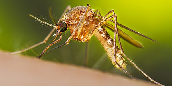 Berazategui invadida por mosquitos se solicita su pronta fumigación