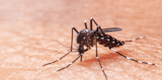 circulación viral del dengue