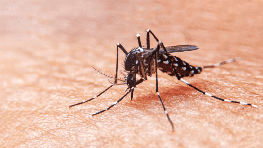 circulación viral del dengue