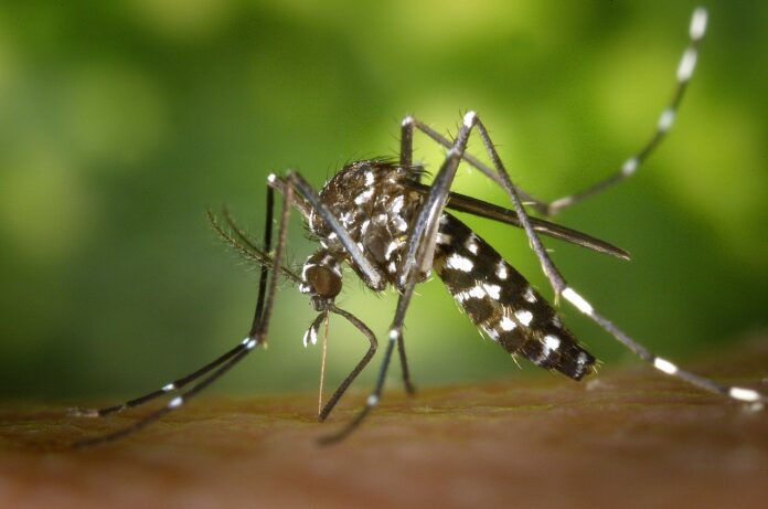 Recomendación de Conain Implementar una Campaña Focalizada de Vacunación contra el Dengue