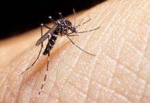 Dengue Confirmados 36 mil nuevos casos y 36 fallecimientos en el último informe epidemiológico