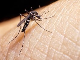 Dengue Confirmados 36 mil nuevos casos y 36 fallecimientos en el último informe epidemiológico