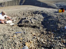 Descubrimiento paleontológico en La Patagonia Investigadores del Conicet identifican un nuevo dinosaurio