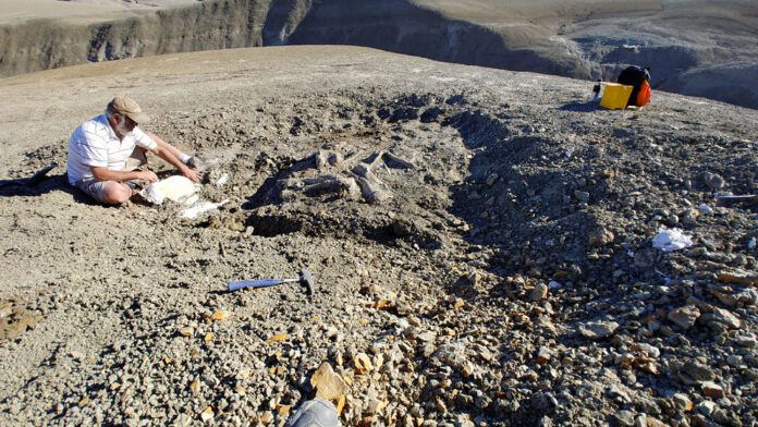 Descubrimiento paleontológico en La Patagonia Investigadores del Conicet identifican un nuevo dinosaurio
