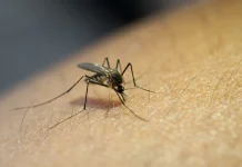 Santa Fe y Córdoba fueron las provincias más afectadas por el dengue en la temporada 2024-25