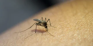 Santa Fe y Córdoba fueron las provincias más afectadas por el dengue en la temporada 2024-25