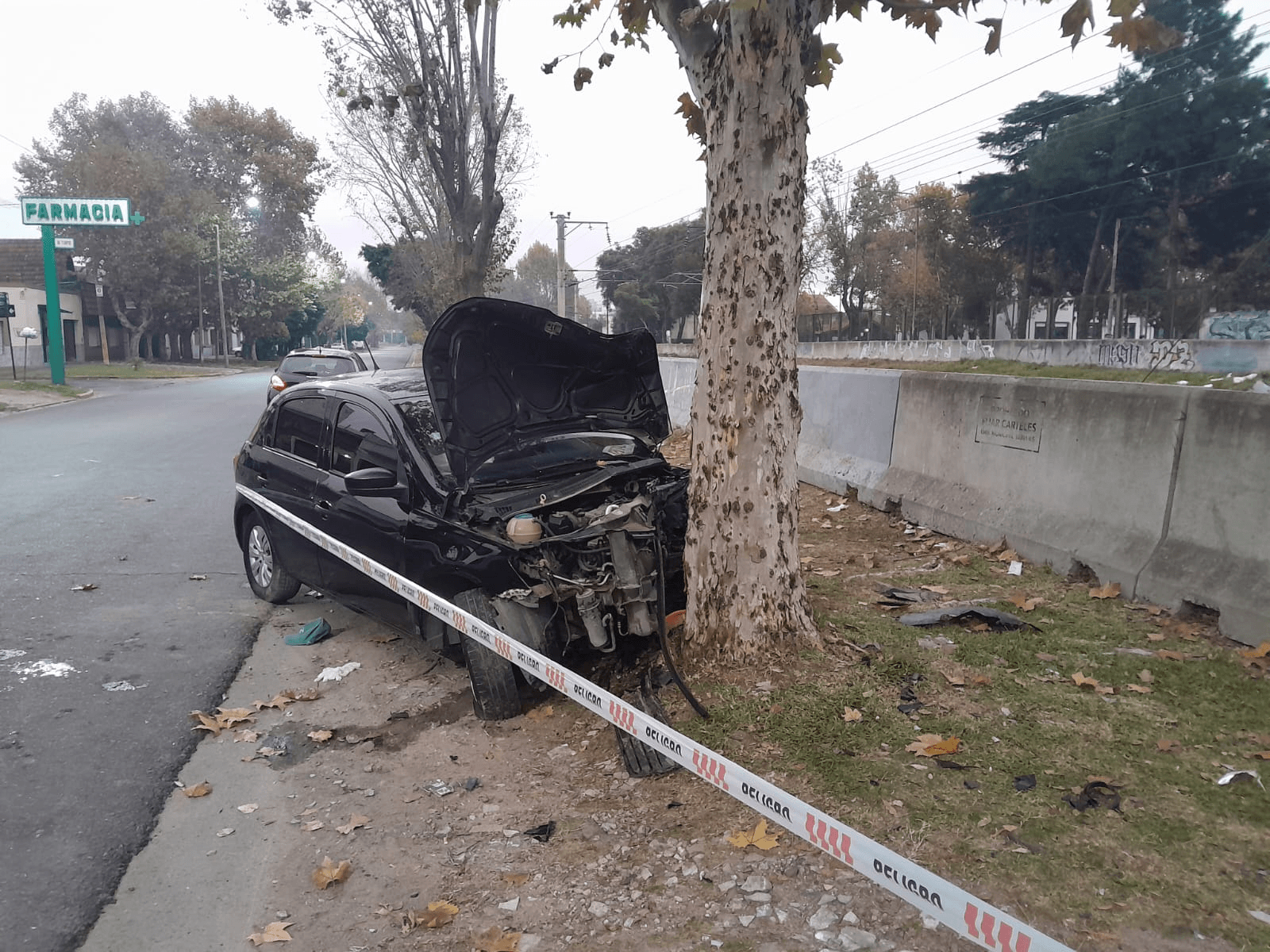 auto-arbol-quilmes