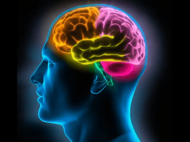 día-del-cerebro