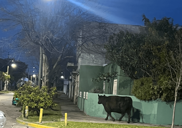 vaca-quilmes